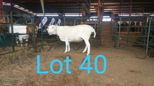 1X VAN ROOY OOI/EWE ANEL LIEBENBERG - STOET/STUD