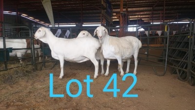 3X VAN ROOY OOI/EWE MNR. LOUIS VAN RENSBURG (Per stuk om lot te neem) - STOET/STUD