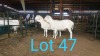 2X VAN ROOY OOI/EWE MNR. PR WIESE H/A BULBERG BDY (Per stuk om lot te neem) - STOET/STUD