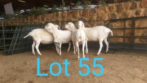 4X VAN ROOY OOI/EWE MNR. PR WIESE H/A BULBERG BDY (Per stuk om lot te neem) - KUDDE/FLOCK