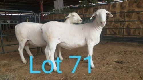 2X WIT DORPER OOI/EWE MNR. LOUIS J. VAN RENSBURG (Per stuk om lot te neem) - STOET/STUD