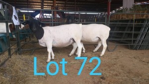 2X DORPER OOI/EWE MNR. LOUIS VAN RENSBURG (Per stuk om lot te neem) - TIPE 5 /TYPE 5