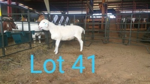 1X VAN ROOY OOI/EWE MNR. PR WIESE H/A BULBERG BDY - TIPE 5 /TYPE 5