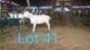 1X VAN ROOY OOI/EWE MNR. PR WIESE H/A BULBERG BDY - TIPE 5 /TYPE 5