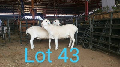 2X VAN ROOY OOI/EWE MNR. PR WIESE H/A BULBERG BDY (Per stuk om lot te neem) - STOET/STUD