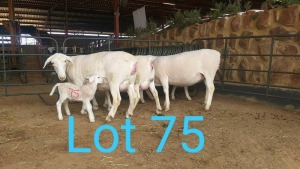 4X WIT DORPER OOI/EWE MNR. LOUIS J. VAN RENSBURG (Per stuk om lot te neem) - KUDDE/FLOCK