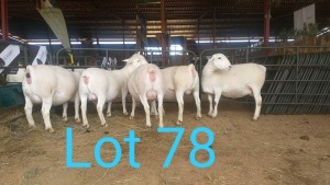 5X WIT DORPER OOI/EWE MNR. LOUIS J. VAN RENSBURG (Per stuk om lot te neem) - KUDDE/FLOCK