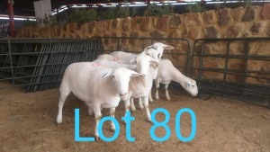 5X WIT DORPER OOI/EWE MNR. LOUIS J. VAN RENSBURG (Per stuk om lot te neem) - KUDDE/FLOCK