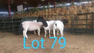 4X DORPER OOI/EWE MNR. LOUIS VAN RENSBURG (Per stuk om lot te neem) - KUDDE/FLOCK