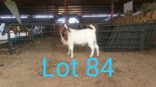 1X BOERBOK RAM GILRAAD BOERBOK STOET - STOET/STUD