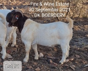 1X BOERBOK RAM DK BOERDERY - STOET/STUD