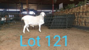 1X VAN ROOY RAM MNR. PR WIESE H/A BULBERG BDY - STOET/STUD