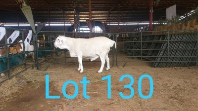 1X VAN ROOY RAM MNR. PR WIESE H/A BULBERG BDY - KUDDE/FLOCK