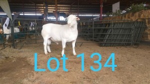 1X WIT DORPER RAM MNR. LOUIS J. VAN RENSBURG - KUDDE/FLOCK