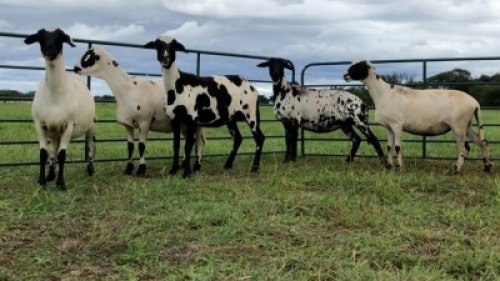 LOT 103 5X MEATMASTER OOI/EWE (PER STUK OM LOT TE NEEM/PER PIECE TO TAKE THE LOT)