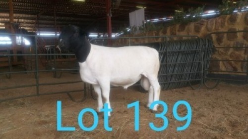1X DORPER RAM MNR. R.S. MEINTJES - KUDDE/FLOCK