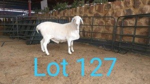 1X VAN ROOY RAM MNR. PR WIESE H/A BULBERG BDY - KUDDE/FLOCK