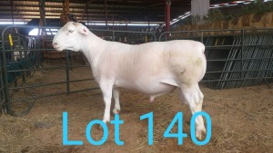 1X WIT DORPER RAM MNR. LOUIS J. VAN RENSBURG - KUDDE/FLOCK