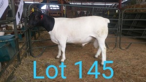 1X DORPER RAM MNR. C.C. VAN DEVENTER - KUDDE/FLOCK