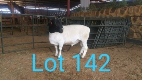 1X DORPER RAM MNR. R.S. MEINTJES - KUDDE/FLOCK