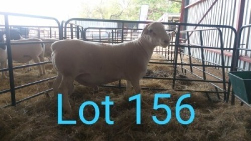1X WIT DORPER RAM MNR. LOUIS J. VAN RENSBURG - KUDDE/FLOCK