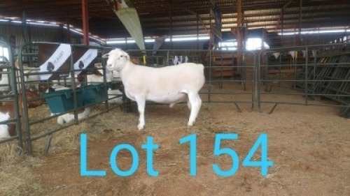 1X WIT DORPER RAM MNR. LOUIS J. VAN RENSBURG - KUDDE/FLOCK
