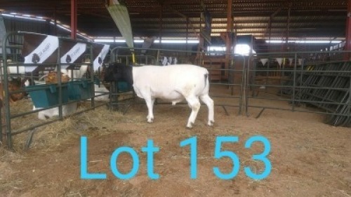 1X DORPER RAM MNR. R.S. MEINTJES - KUDDE/FLOCK