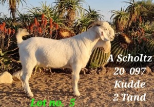 LOT 5 1x SAVANNA RAM AMIE SCHOLTZ KUDDE/FLOCK