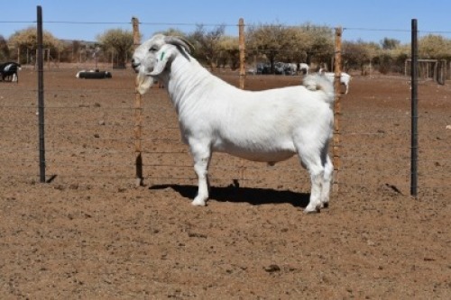 LOT 2 1x SAVANNA RAM MARINA KOTZ&egrave; STOET/STUD