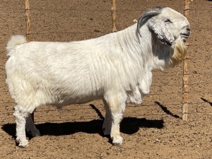 LOT 4 1x SAVANNA RAM KOENIE KOTZé STOET/STUD