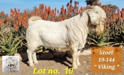 LOT 10 1x SAVANNA RAM GPS SAVANNAS STOET/STUD