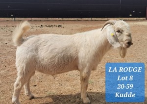 LOT 8 1x SAVANNA RAM LA ROUGE KUDDE/FLOCK