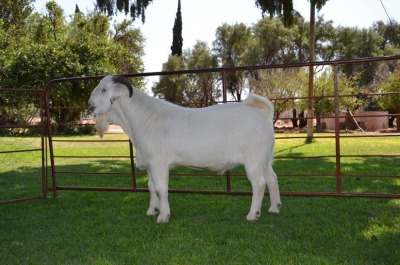 LOT 7 1x SAVANNA RAM JG KORB BOERDERY STOET/STUD