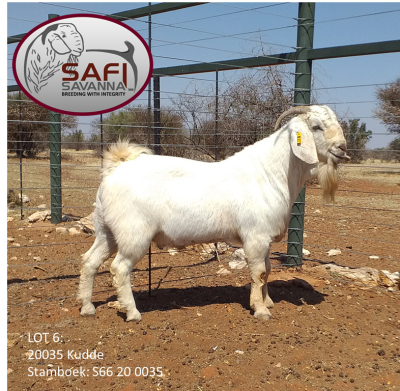 LOT 6 1x SAVANNA RAM SAFI SAVANNA KUDDE/FLOCK