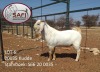 LOT 6 1x SAVANNA RAM SAFI SAVANNA KUDDE/FLOCK - 2