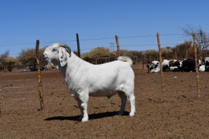 LOT 13 1x SAVANNA RAM KOENIE KOTZé STOET/STUD