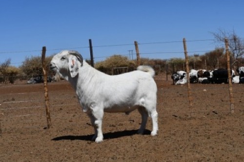 LOT 13 1x SAVANNA RAM KOENIE KOTZ&eacute; STOET/STUD