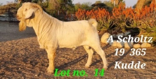 LOT 14 1x SAVANNA RAM AMIE SCHOLTZ KUDDE/FLOCK