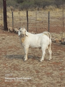 LOT 18 1x SAVANNA RAM DRIESE WIESE SAVANNA STOET KUDDE/FLOCK