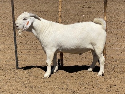 LOT 17 1x SAVANNA RAM KOENIE KOTZ&eacute; KUDDE/FLOCK