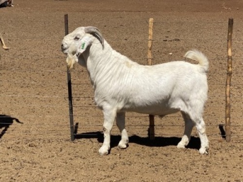 LOT 16 1x SAVANNA RAM MARINA KOTZ&egrave; KUDDE/FLOCK