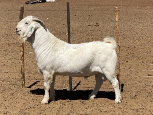 LOT 11 1x SAVANNA RAM MARINA KOTZ&egrave; STOET/STUD