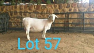 1X WIT DORPER OOI/EWE MNR. LOUIS J. VAN RENSBURG - TIPE 5 /TYPE 5