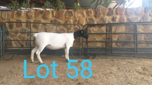 1X DORPER OOI/EWE MNR. LOUIS VAN RENSBURG - STOET/STUD