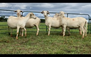 LOT 98 5X MEATMASTER OOI/EWE (PER STUK OM LOT TE NEEM/PER PIECE TO TAKE THE LOT)