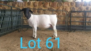 1X DORPER OOI/EWE MNR. LOUIS VAN RENSBURG - TIPE 5 /TYPE 5