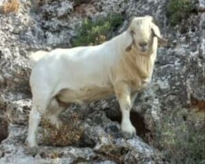 LOT 3 1x SAVANNA RAM DRIESE WIESE SAVANNA STOET KUDDE/FLOCK