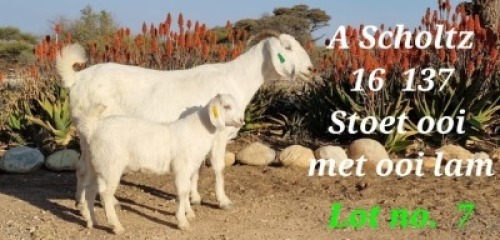 LOT 7 1+1X OOIE/EWE WITH LAMB A SCHOLTZ STOET/STUD