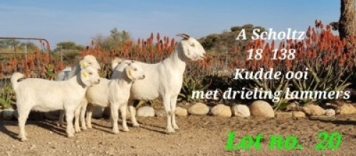 LOT 20 1+3X OOIE/EWE WITH LAMBS A SCHOLTZ KUDDE/FLOCK
