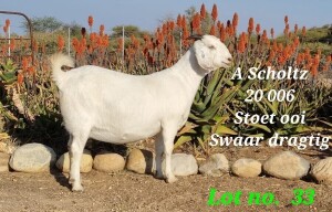 LOT 33 1X OOIE/EWE A SCHOLTZ STOET/STUD